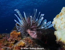 Lionfish by Mike Sutton-Brown 